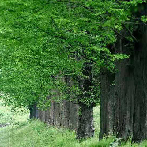 Sapindus mukorossi & Indian soapberry Seeds