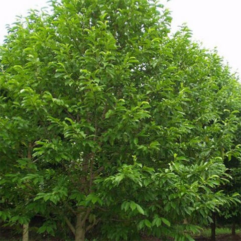 Sapium sebiferum & Chinese tallow Seeds