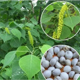 Sapium sebiferum & Chinese tallow Seeds