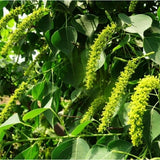 Sapium sebiferum & Chinese tallow Seeds