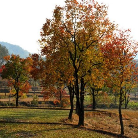 Sapium sebiferum & Chinese tallow Seeds