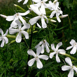 Saponaria-Officinals-Soapwort-Seeds