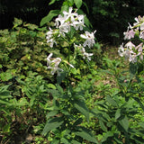 Saponaria-Officinals-Soapwort-Seeds