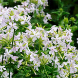 Saponaria-Officinals-Soapwort-Seeds