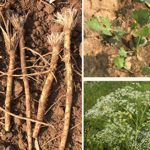 Saposhnikovia divaricata Seeds