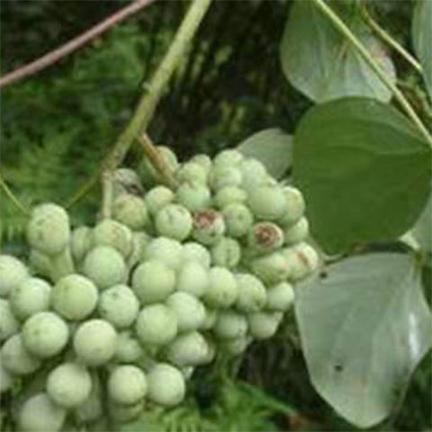 Sargentodoxa cuneata & Da xue teng Seeds