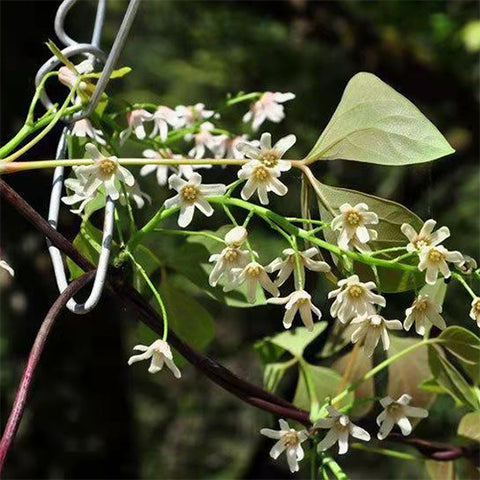 Sargentodoxa cuneata & Da xue teng Seeds