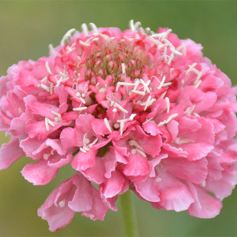 Scabiosa Atropurpurea & Pincushion Flowe Seeds