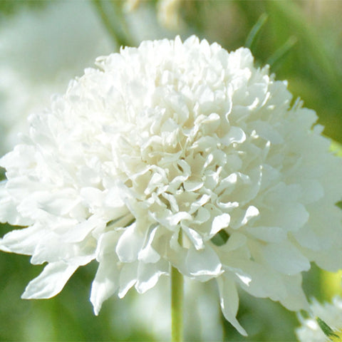 Scabiosa Atropurpurea & Pincushion Flowe Seeds