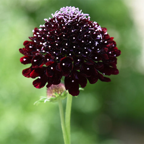 Scabiosa-Atropurpurea-Pincushion-Flowe-Seeds