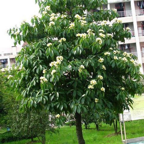 Schima superba Seeds