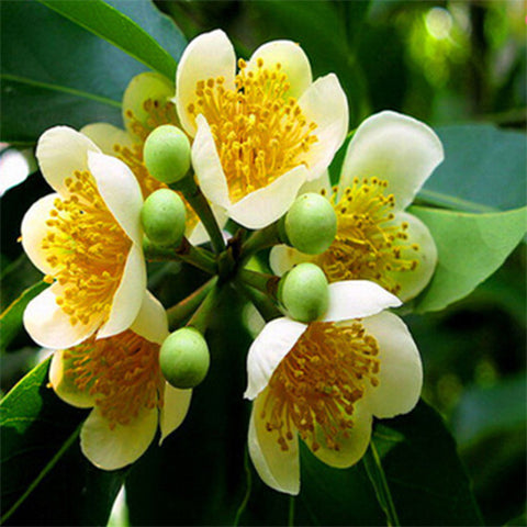 Schima superba Seeds