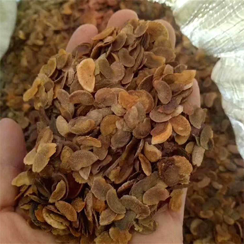 Schima wallichii & Schima superba Seeds