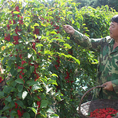 Schisandra-chinensis-Schisandra-Seeds
