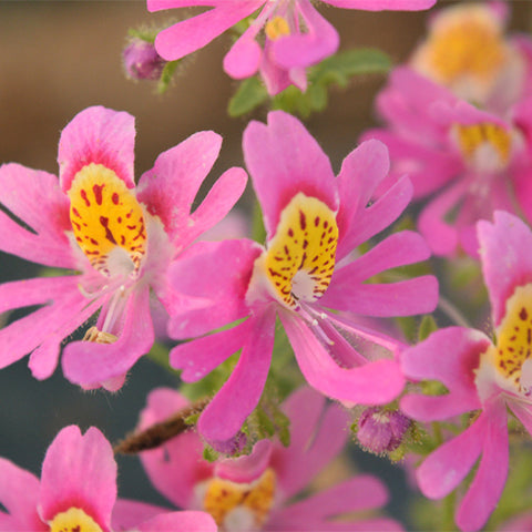 Schizanthus-Pinnatus-Poormans-Orchid-Seeds