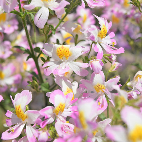 Schizanthus-Pinnatus-Poormans-Orchid-Seeds
