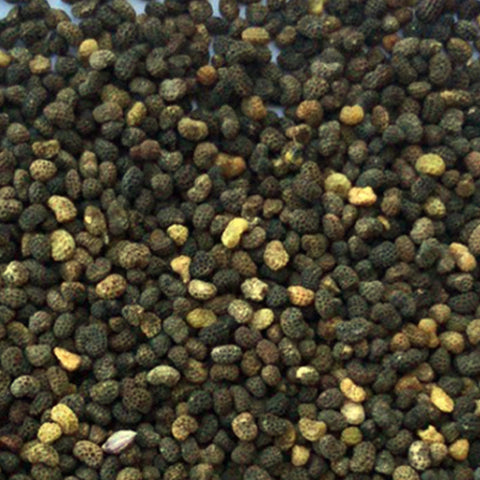 Schizanthus Pinnatus & Schizanthus Seeds