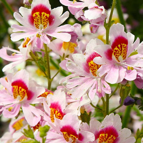 Schizanthus Pinnatus & Schizanthus Seeds
