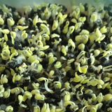 Scutellaria baicalensis & Scutellariae Seeds