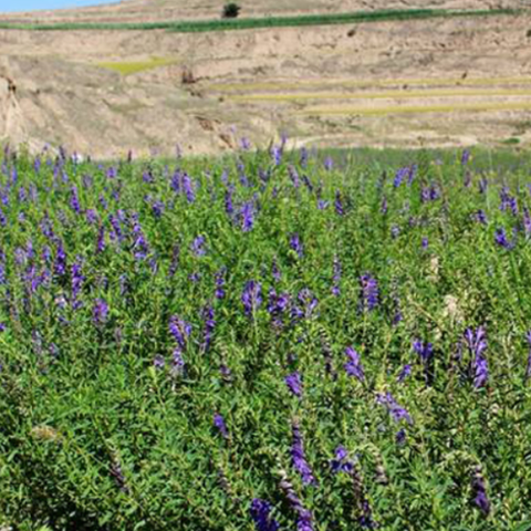 Scutellaria baicalensis & Scutellariae Seeds