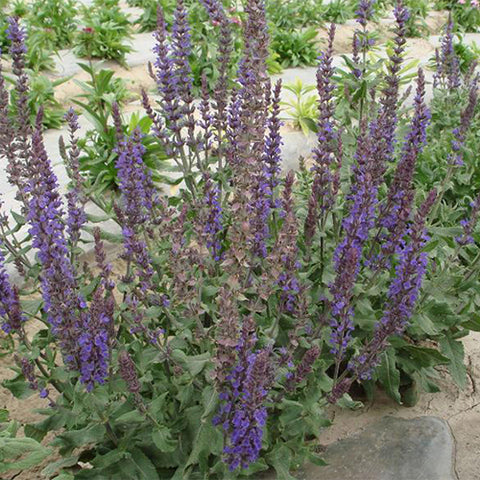 Scutellaria-barbata-Scutellariae-Seeds