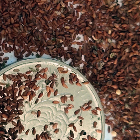 Sedum-Aizoon-Showy-Stonecrop-Seeds