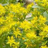 Sedum-Aizoon-Showy-Stonecrop-Seeds