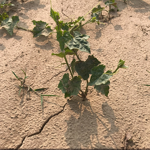 Semen Trichosanthis & Gua Lou Zi Seeds