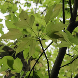 Semiliquidambar cathayensis & Half maple lotus Seeds