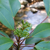 Semiliquidambar cathayensis & Half maple lotus Seeds