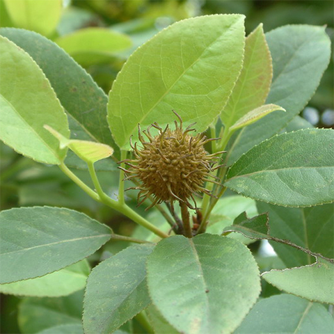 Semiliquidambar cathayensis & Half maple lotus Seeds