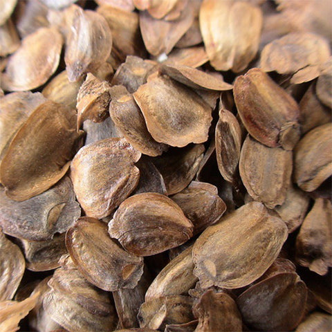 Sequoia sempervirens & California redwood Seeds