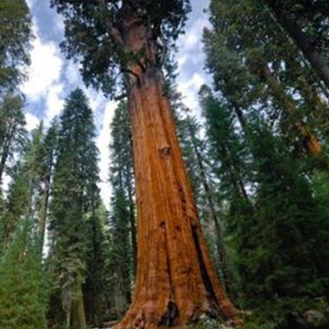 Sequoia sempervirens & California redwood Seeds