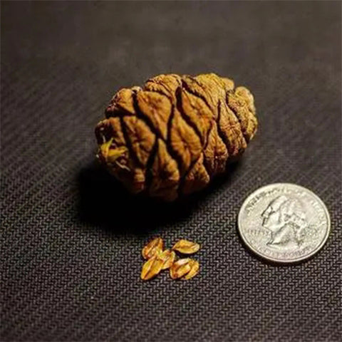 Sequoiadendron giganteum & Giant sequoia Seeds