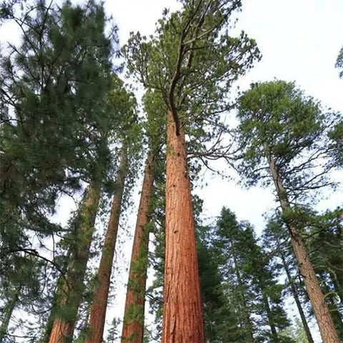 Sequoiadendron giganteum & Giant sequoia Seeds
