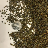 Sesbania cannabina & Tian Jing Seeds