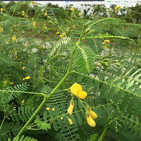 Sesbania cannabina & Tian Jing Seeds