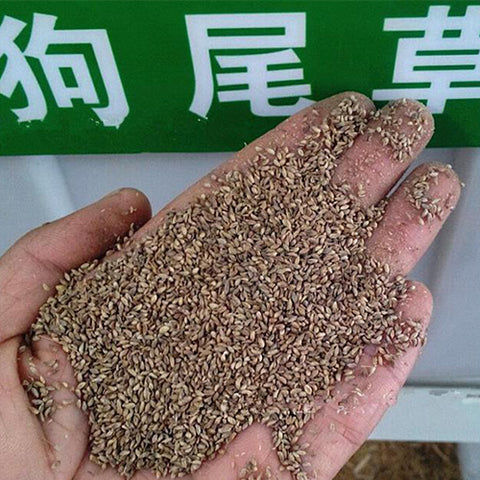 Setaria-viridis-Setaria-Seeds