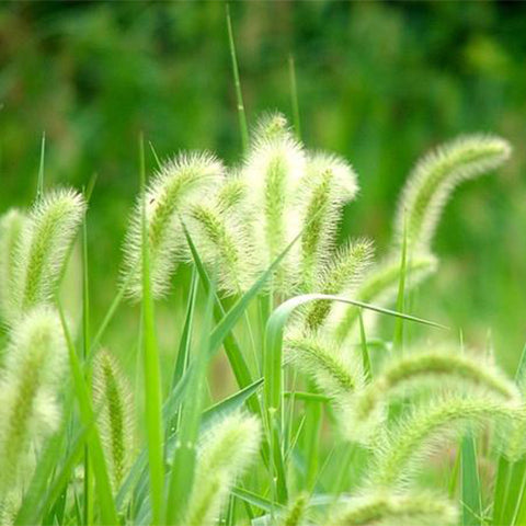 Setaria-viridis-Setaria-Seeds
