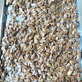 Sicana-odorifera-Cassabanana-Seeds