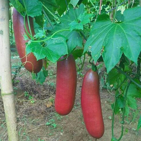 Sicana-odorifera-Cassabanana-Seeds