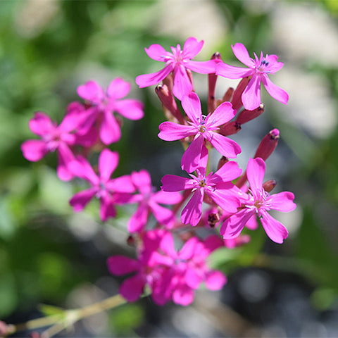 Silene-Armeria-Seeds