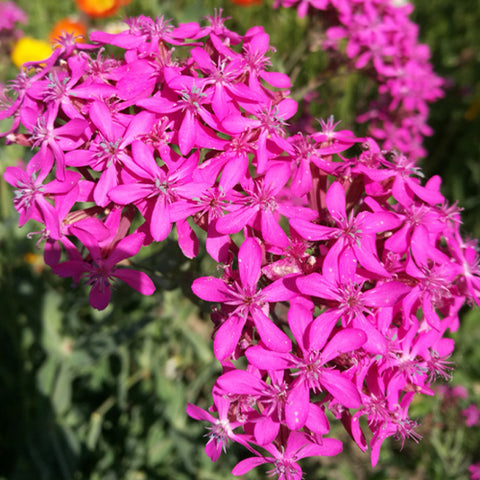 Silene Armeria Seeds
