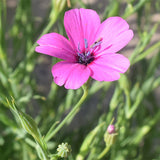 Silene-Coeli-Rosa-Eudianthe-Coeli-Rosa-Seeds