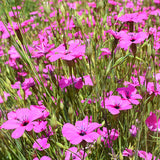 Silene-Coeli-Rosa-Eudianthe-Coeli-Rosa-Seeds