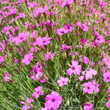 Silene-Coeli-Rosa-Eudianthe-Coeli-Rosa-Seeds