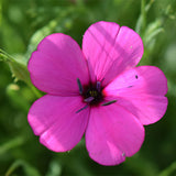 Silene-Coeli-Rosa-Eudianthe-Coeli-Rosa-Seeds