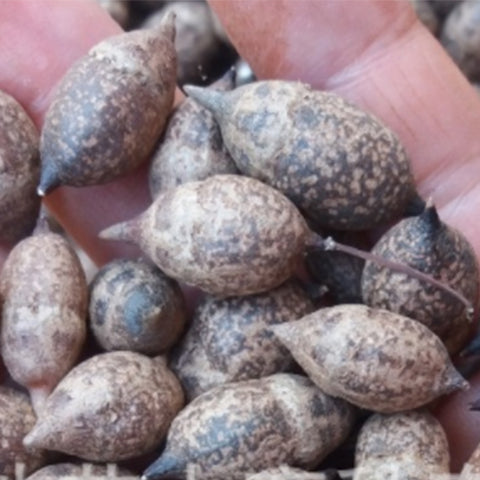 Sinojackia-xylocarpa-Hammer-Tree-Seeds