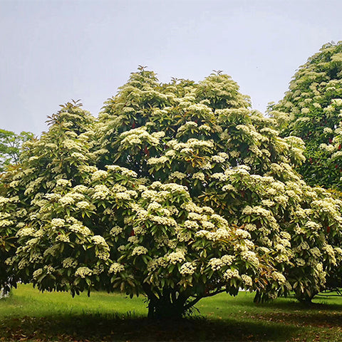Sinojackia-xylocarpa-Hammer-Tree-Seeds