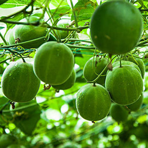 Siraitia-grosvenorii-Luo-Han-Guo-Seeds
